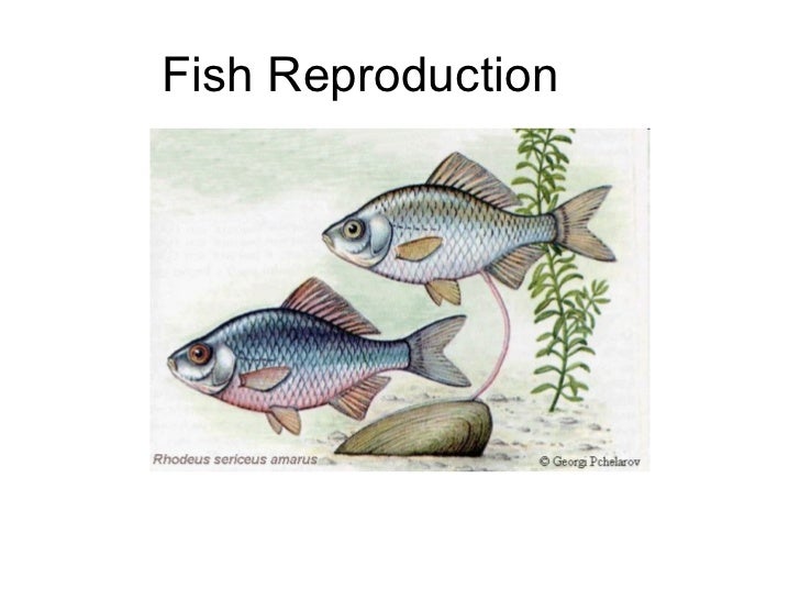 Idiopathic facial nerve paralysis cocker spaniel Fish and sexual performance